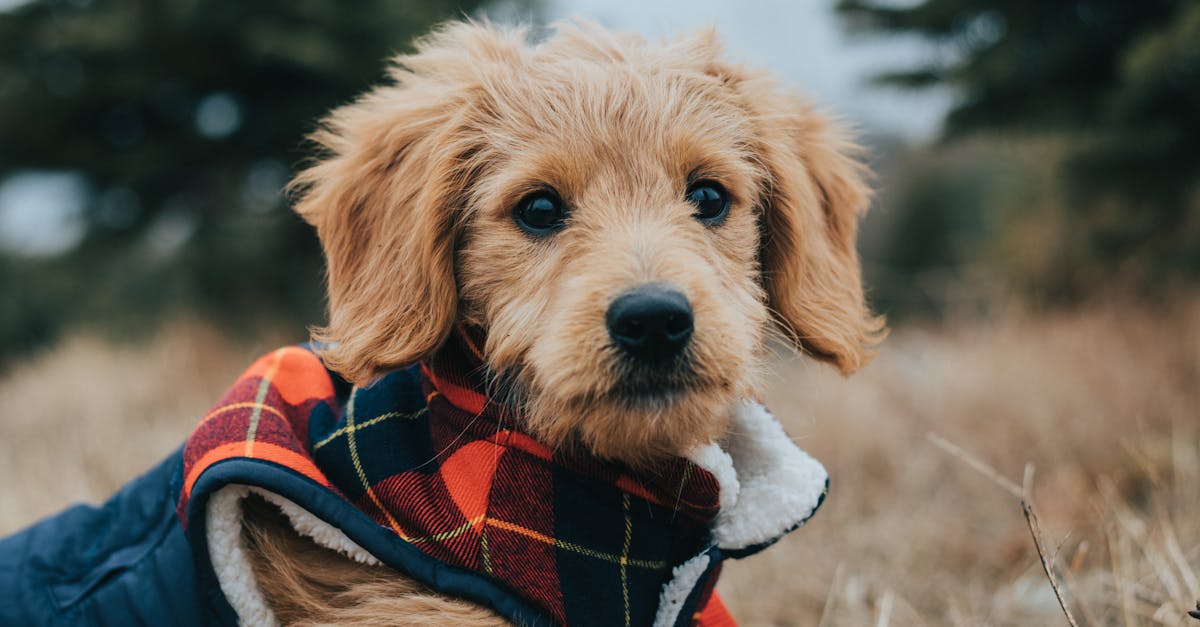 Goldendoodle Guide: Everything You Need to Know About This Lovable Breed