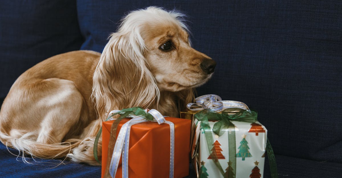 Puppy Christmas: The Ultimate Holiday Gift Guide