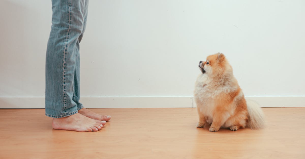 Greet Like a Pro: Training Puppies to Meet New People Calmly