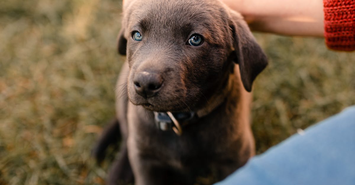 The Ultimate Guide to Puppy Training: Tips, Tricks, and Techniques