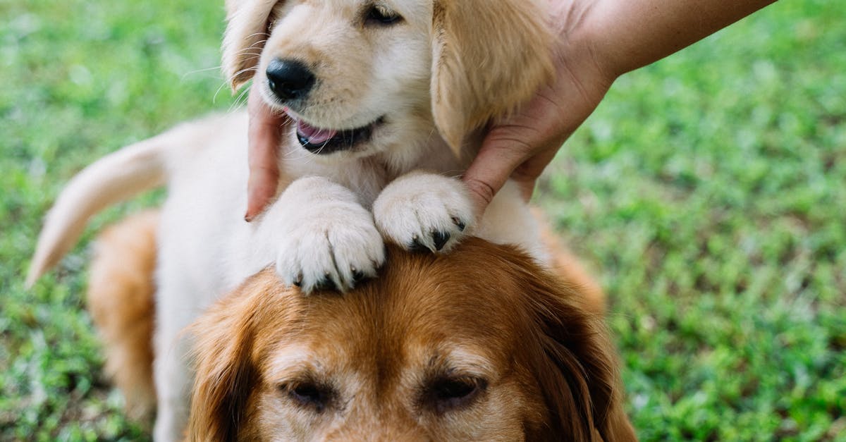 A Complete Guide to Raising Golden Retrievers: Tips for New Puppy Owners