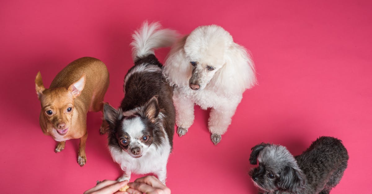 Banish Counter Surfing: 3 Proven Techniques to Train Your Puppy