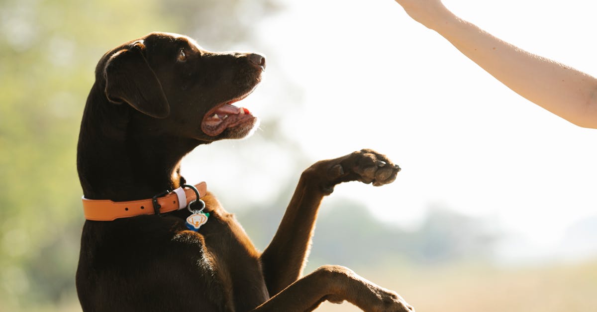 Master Puppy Etiquette: Teach Your Pup Good Manners in 5 Steps