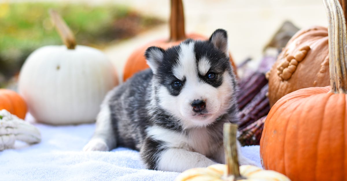 Your Puppy’s First Thanksgiving: 8 Tips for a Stress-Free Meal