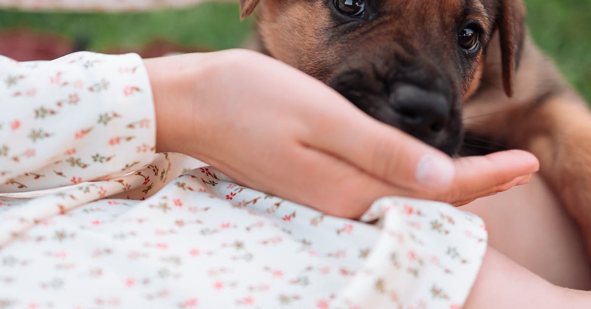 The Ultimate Puppy Feeding Guide: Top Tips for New Owners