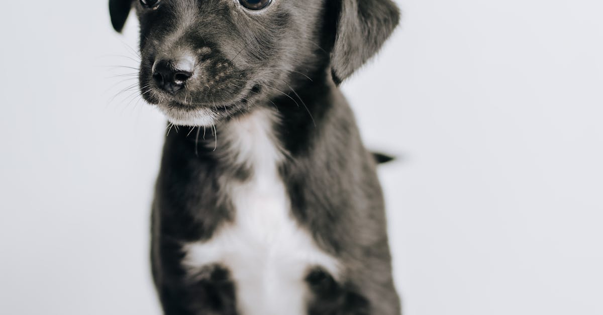 Puppy Obedience Training: 7 Steps to a Well-Behaved Pup