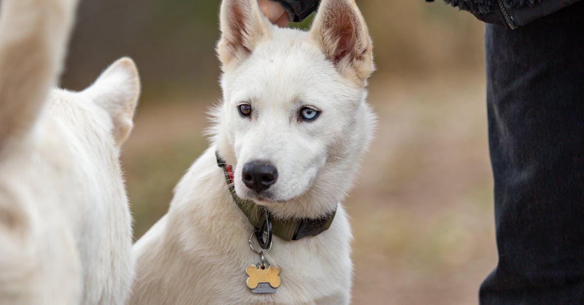 Safe and Sound: Teaching Your Puppy Not to Bolt Through Doors