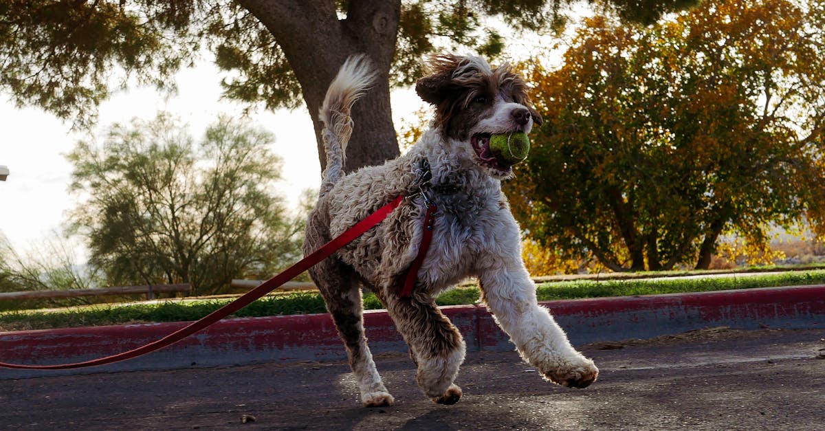 How to Calm an Over-Excited Puppy: 6 Expert Strategies