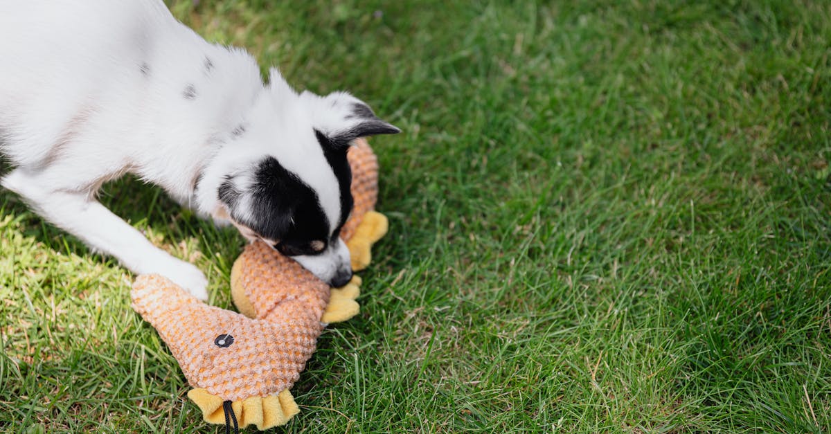 10 Creative Activities to Enjoy with Your Puppy at Home