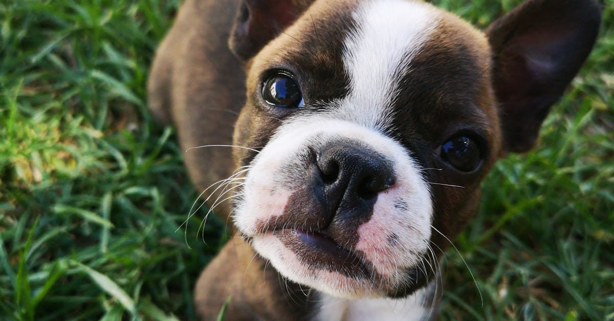 9 Tips for Making Your Puppy’s First Thanksgiving a Success