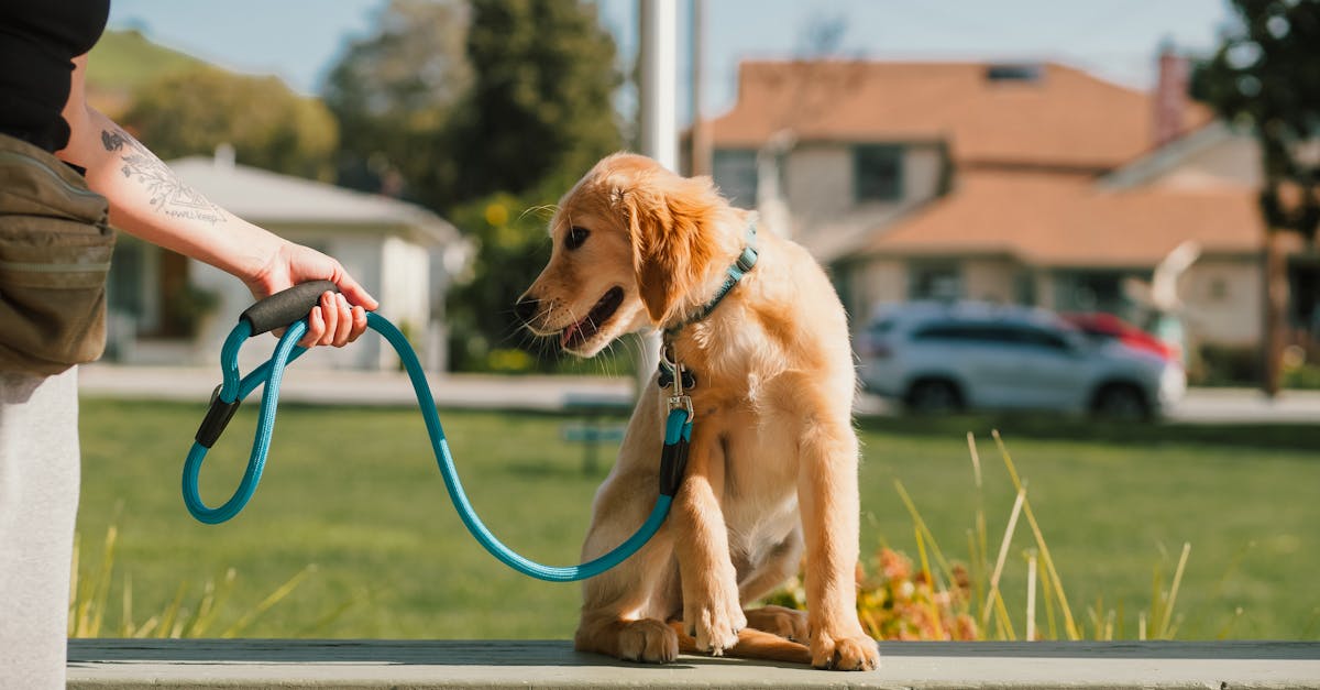 Avoid These 6 Common Puppy Training Mistakes New Owners Make (Part Two)