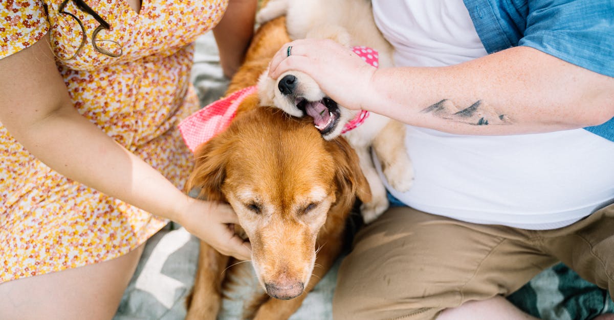 Celebrate National Pet Month: 5 Special Activities for You and Your Puppy