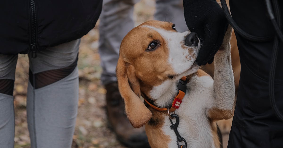 Master the Walk: Essential Tips for Walking Your Puppy Like a Pro