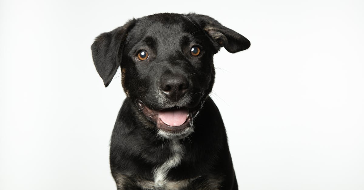 Greet Like a Pro: Training Puppies to Meet New People Calmly