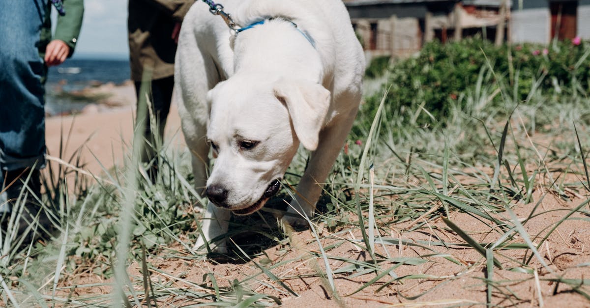 Why Puppies Bark and How You Can Gently Stop It