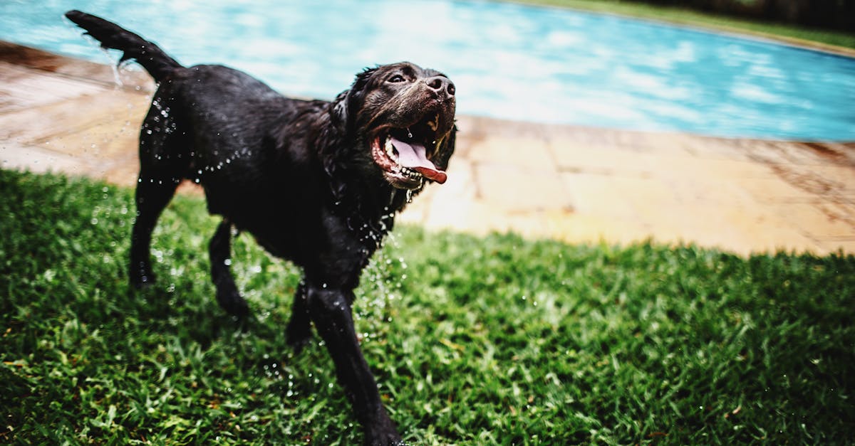 Swimming Pups: Top Safety Tips and Techniques for Your Puppy