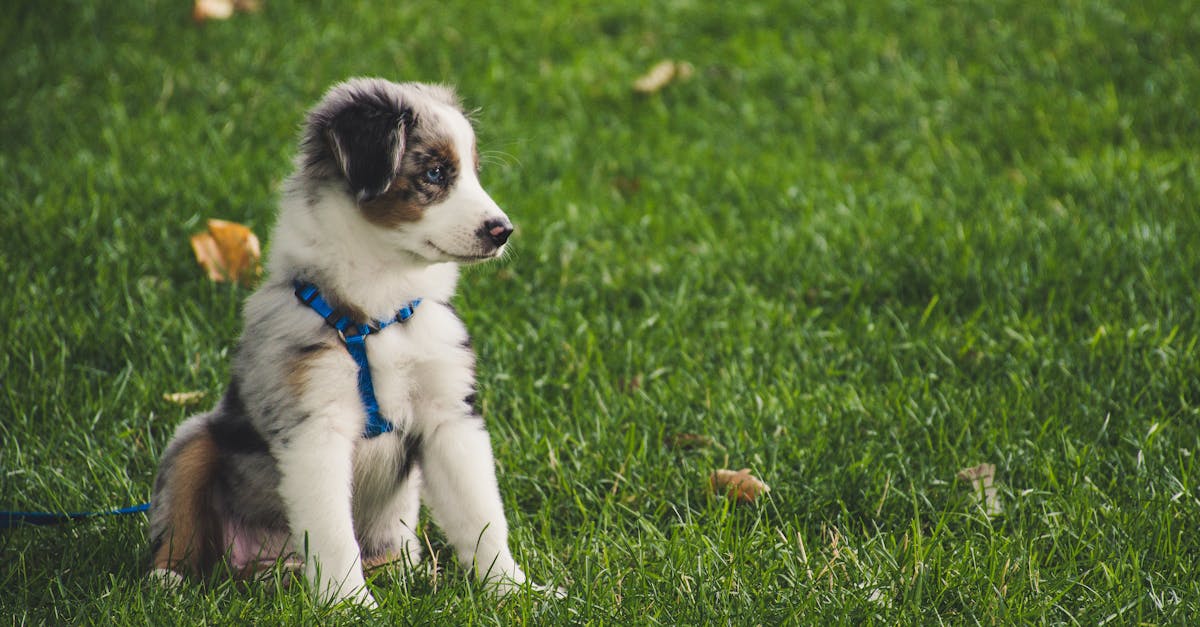 Meet and Greet: Introducing Your New Puppy to the Family Dog