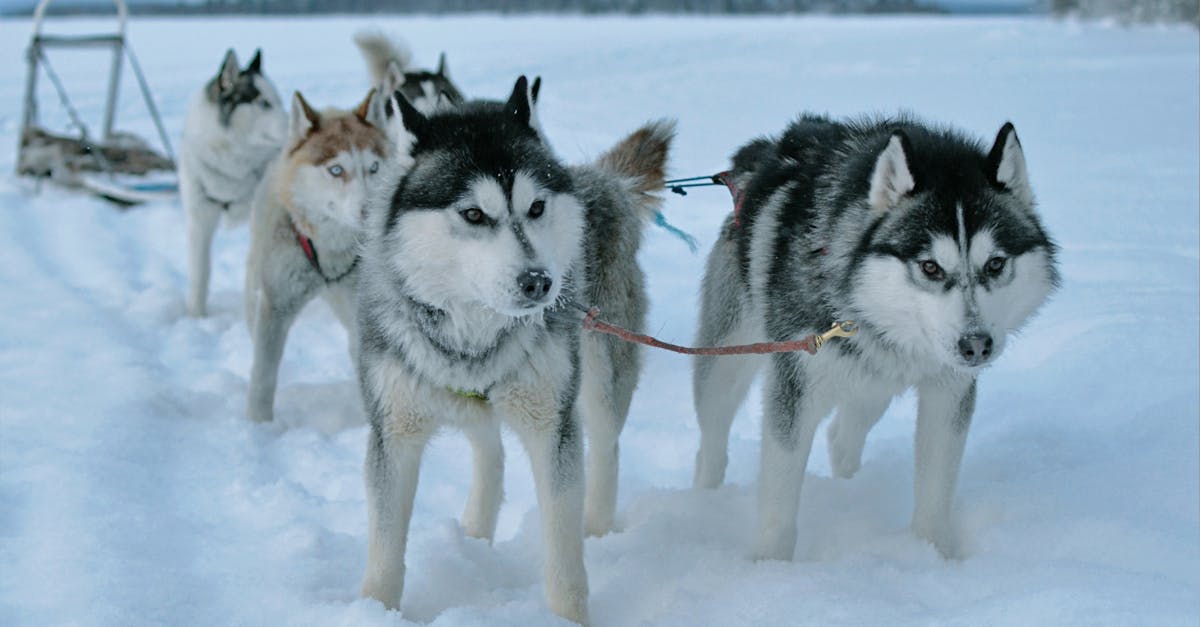 Siberian Huskies: A Guide to Raising This Unique Puppy Breed