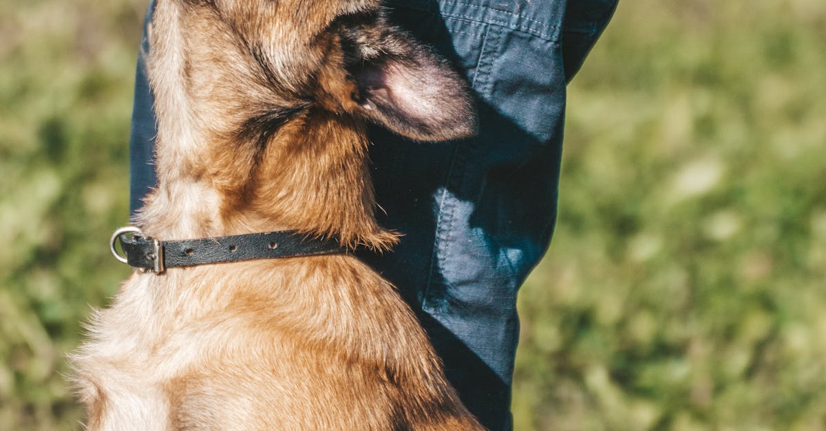 Outdoor Mastery: Heel and Long Line Training for Puppies