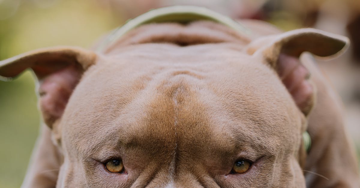 American Pit Bull Terrier: A Comprehensive Guide to the Loyal Breed