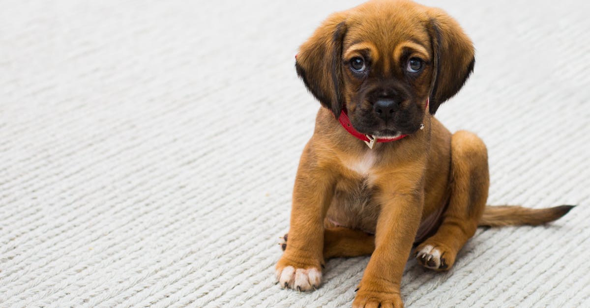 Cheat Sheet to Puppy Potty Training: Tips for Success