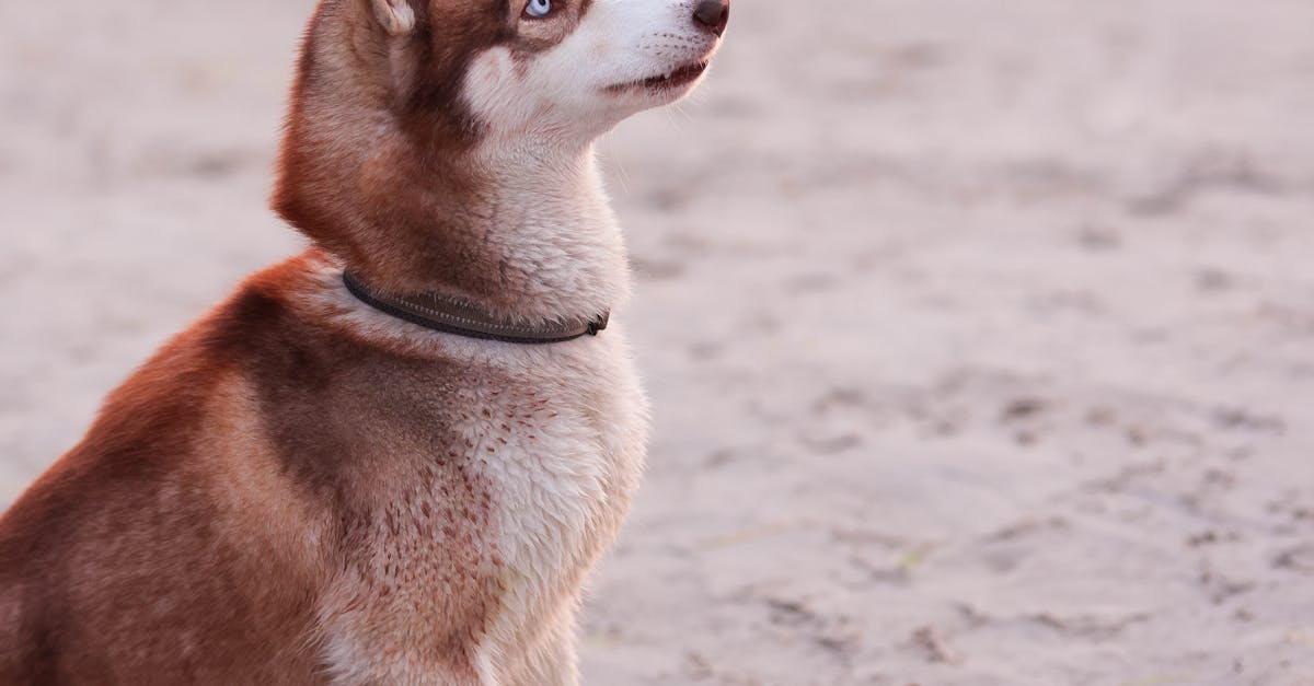 Crate Training Made Simple: A Step-by-Step Guide for New Puppy Parents