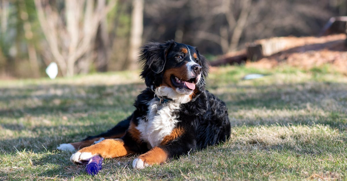 Exploring Bernedoodles: The Ultimate Guide to This Lovable Breed