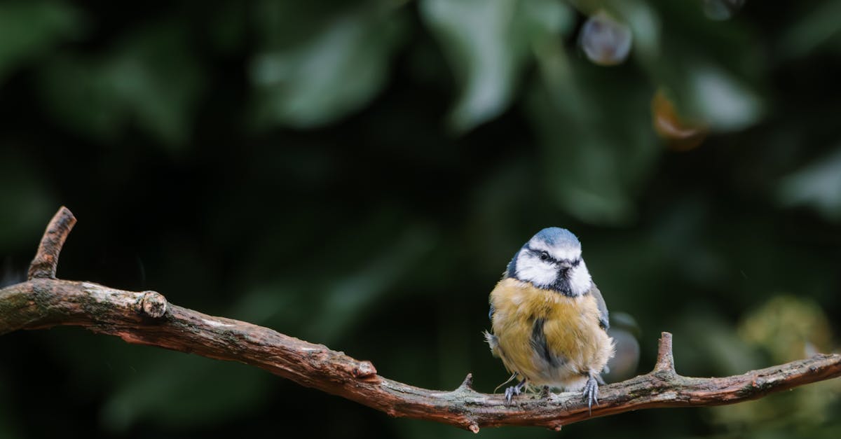 The Art of NonConformity Book Review and Insight into Embracing Individuality Money Matters